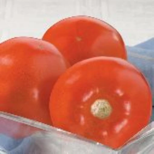 Sunkeeper Tomato TM754-20