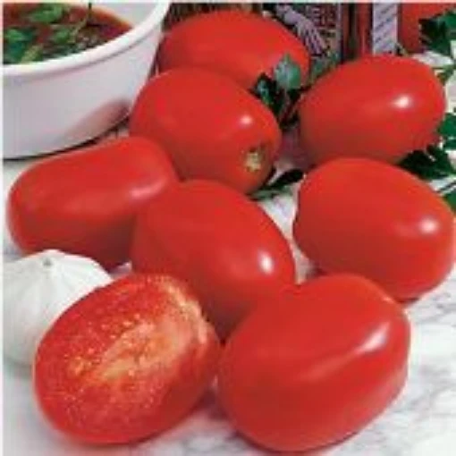 Plum Dandy Tomato TM501-10