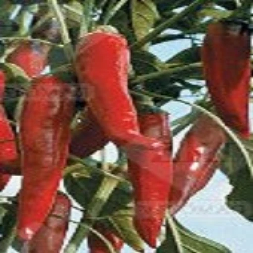 Kalocsai V-2 Hot Peppers HP2204-20