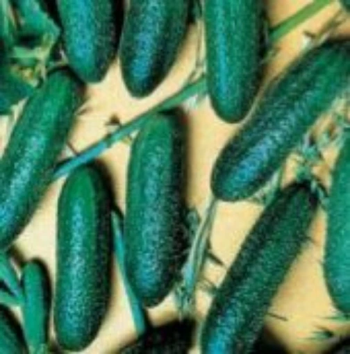 Cool Breeze Cucumbers CU7-20