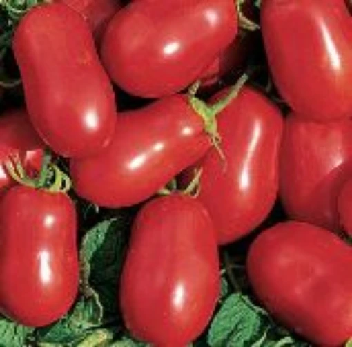 Virginia Select Tomato TM758-20