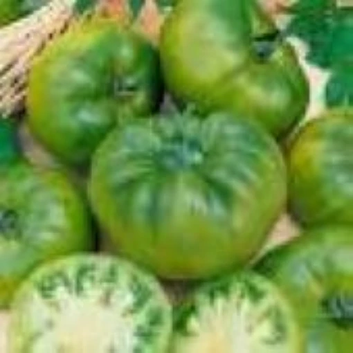 Cherokee Green Tomato TM761-20