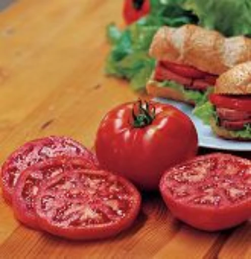 Steak Sandwich Tomato TM768-20