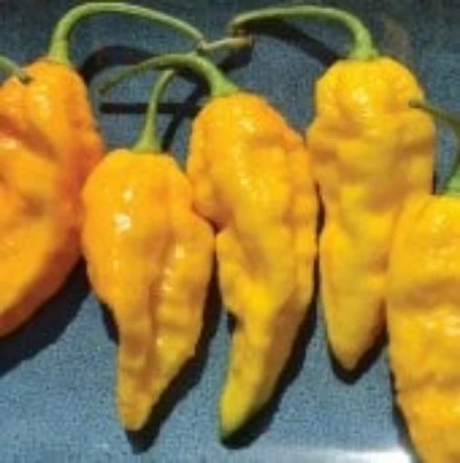 Bhut Jolokia Ghost Hot Peppers (Yellow)  HP2211-5_Base 