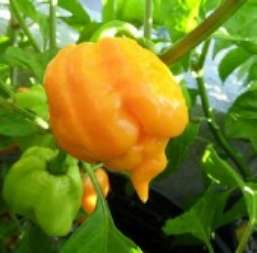 Trinidad Scorpion Hot Peppers (Yellow) HP2231-5