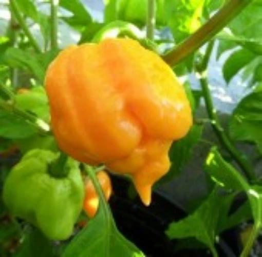 Trinidad Scorpion Yellow Peppers HP2231-10