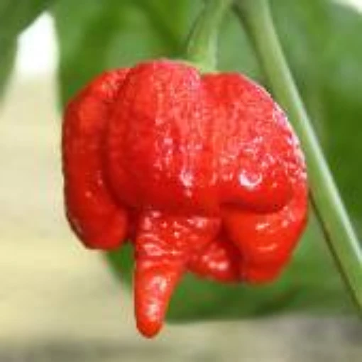 Trinidad Scorpion Moruga Red Peppers HP2232-10 