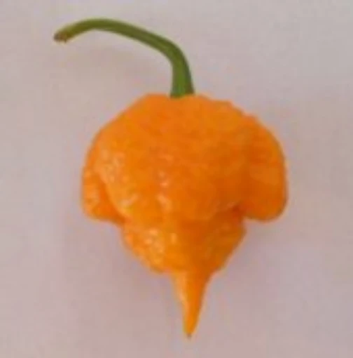 Trinidad Moruga Scorpion Hot Peppers (Yellow) HP2233-5