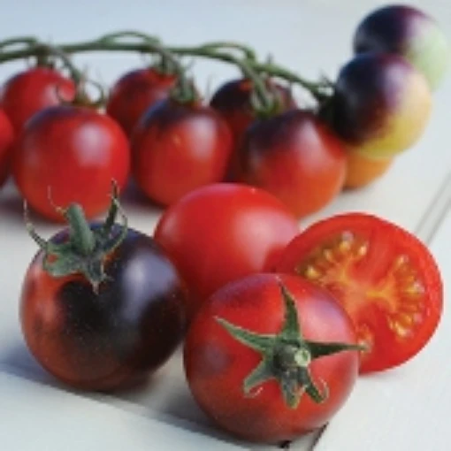 Indigo Cherry Drops Tomato TM782-10