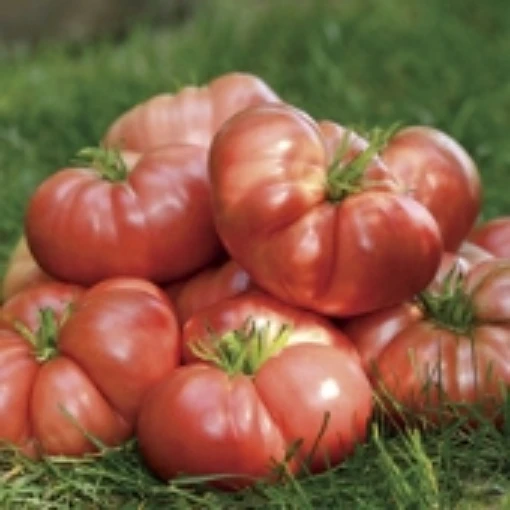 Big Brandy Tomato TM786-10