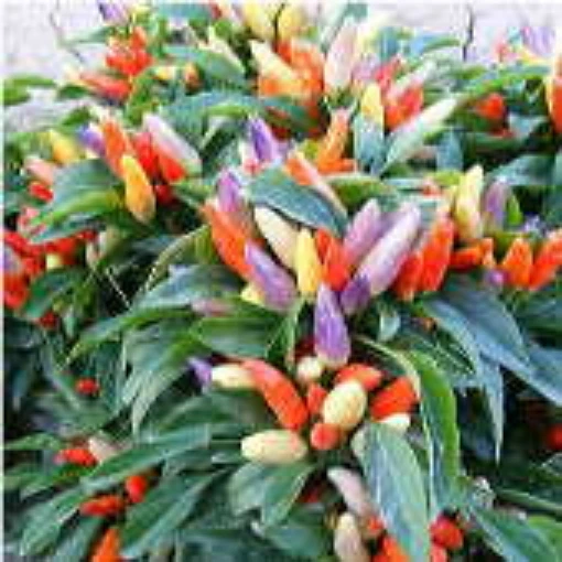 NuMex Easter Peppers HP2237-20