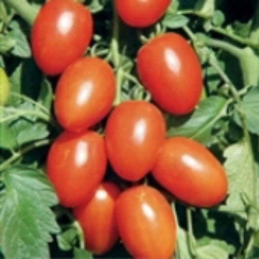 Lisa Dette Tomato TM792-20