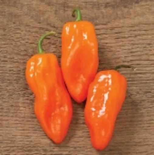 Helios Habanero Peppers HP2241-20