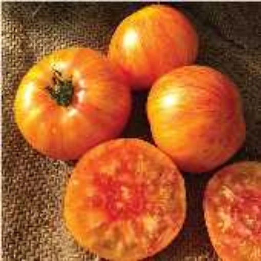 Beauty King Tomato TM797-10