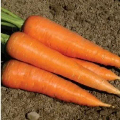 Hercules Carrots CT53-100