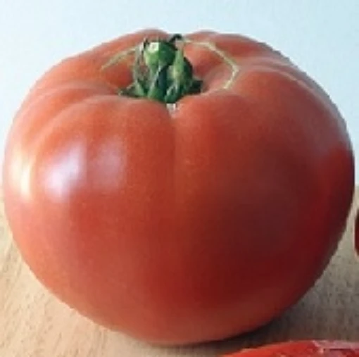 Red Rose Tomato TM827-20