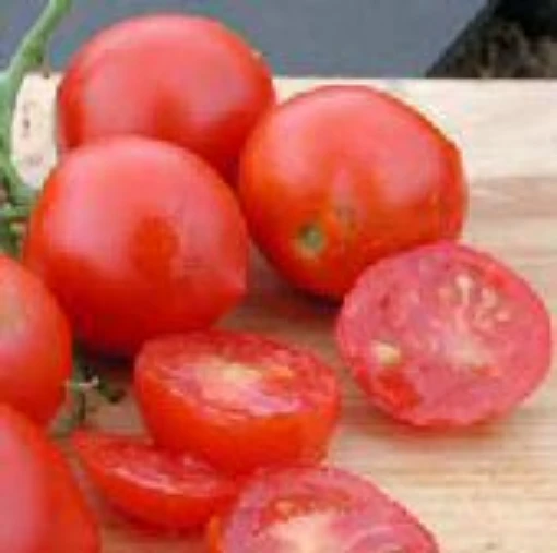 Glacier Tomato TM348-20