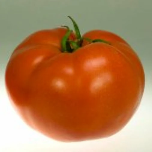 Campbell 1327 Tomato TM27-10