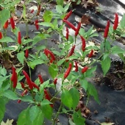 Cabai Burong Peppers HP36-20