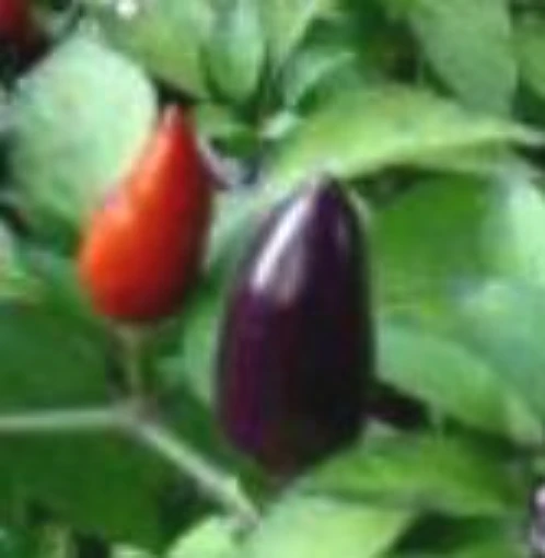 Haitian Purple Pepper HP855-20