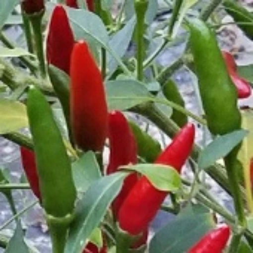 Laotian Peppers HP142-20