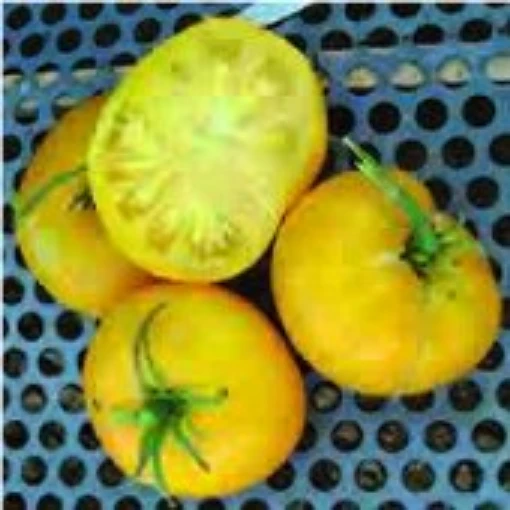 Giallo de Summer Tomato TM839-10