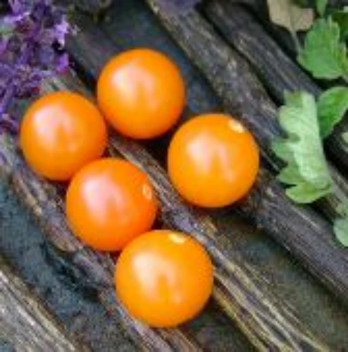 Sungold Select Tomato TM844-20