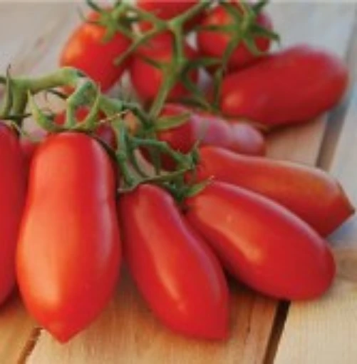 Ten Fingers of Naples Tomato TM847-20