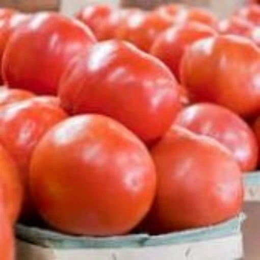 SummerPick Tomato TM849-10