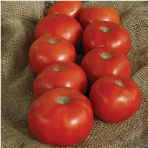 Mountain Majesty Tomato TM856-10