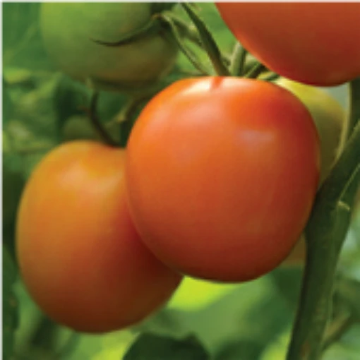 Perfect Flame Tomato TM857-10