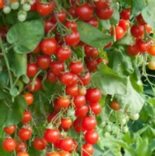 Cherry Cascade Tomato TM861-10