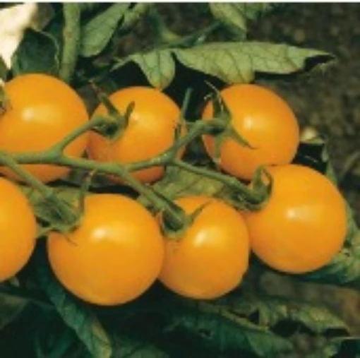 Sweet Gold Tomato TM872-20