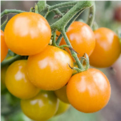 Sungold Tomato TM127-20