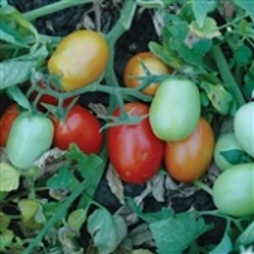 Patty Tomato TM880-20