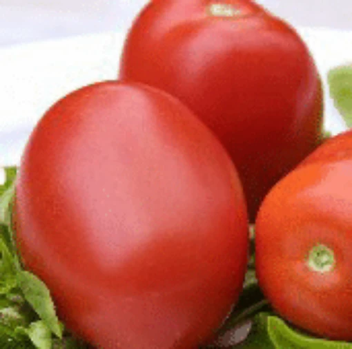 Brenda Tomato TM882-10