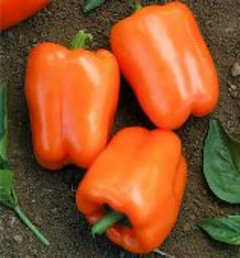 Orange Blaze Sweet Peppers SP347-10