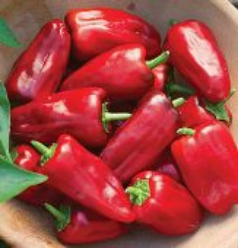 Sweet Heat Peppers SP358-10