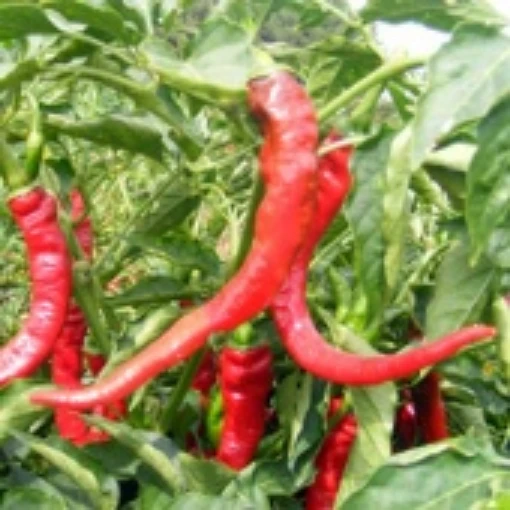 NuMex Las Cruces Cayenne Peppers HP2259-20  