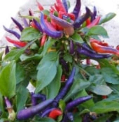 NuMex April Fool's Day Hot Peppers HP2260-10