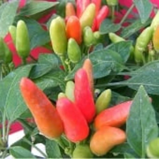 Reimer Seeds. NuMex Chinese New Year Peppers, NuMex Chinese New Year ...