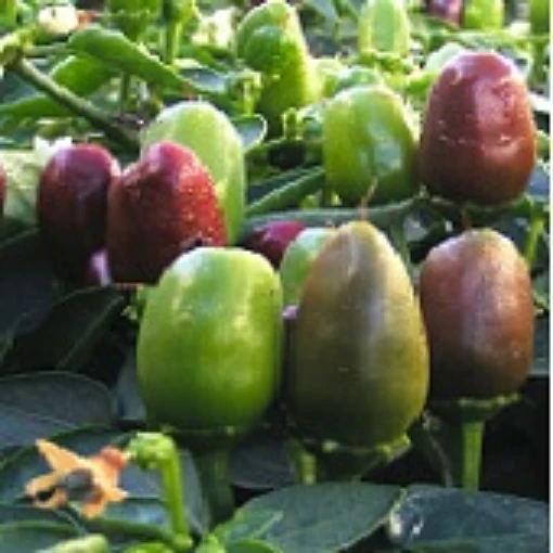 NuMex Earth Day Peppers HP2263-20