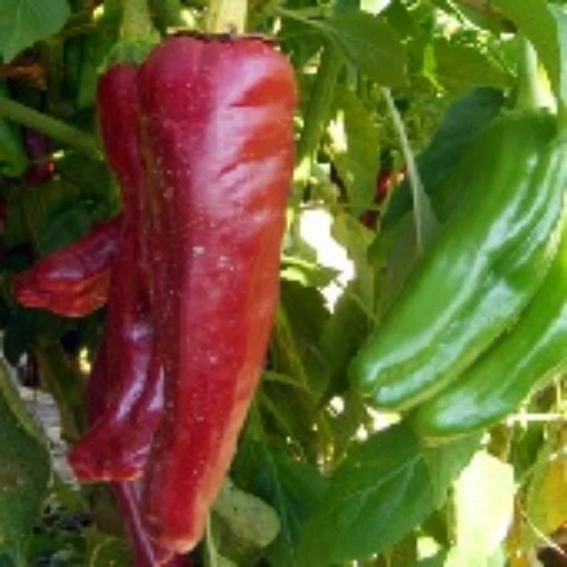 NuMex Garnet Peppers HP2265-10