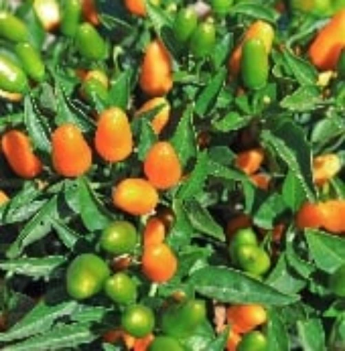 NuMex St. Patrick's Day Peppers HP2267-20