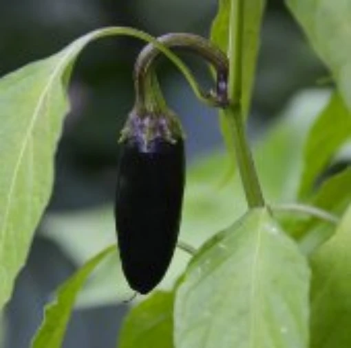 Purple Serrano Peppers HP217-20