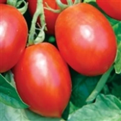 Mochomo Tomato TM893-10