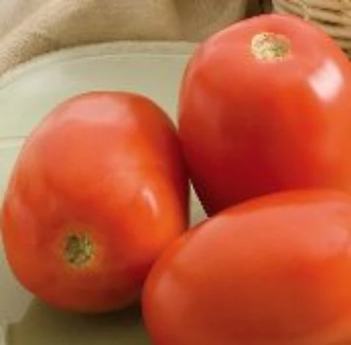 Monticello Tomato TM894-20