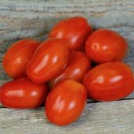 Fantastico Tomato TM896-10