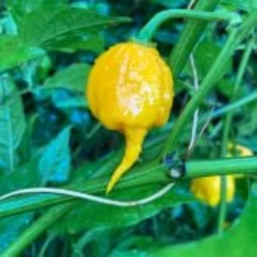 Carolina Reaper Yellow Peppers HP2288-10