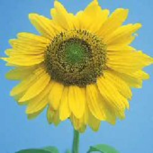 Sunflower Flowers (Mammoth Grey Striped) FL125-50